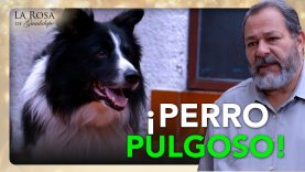 Don Beto tiene OBSESIÓN por la limpieza y el perrito de su hija es su TORMENTO